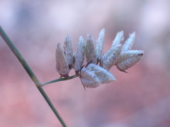 Eragrostis echinochloidea