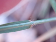 Eragrostis echinochloidea
