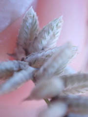 Eragrostis echinochloidea