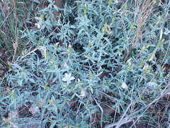 Barleria lancifolia