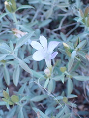 Barleria lancifolia