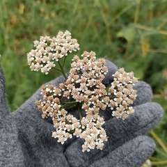Achillea