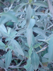 Barleria lancifolia