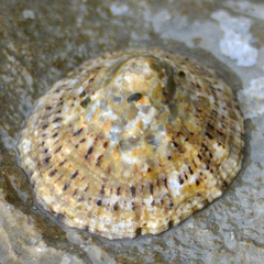Patella rustica