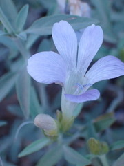 Barleria lancifolia