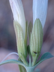 Barleria lancifolia