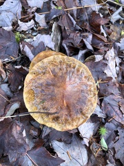 Tricholoma subsejunctum