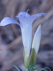 Barleria lancifolia