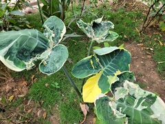 Xanthosoma sagittifolium