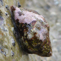 Stramonita haemastoma