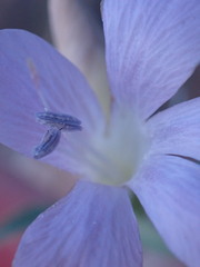 Barleria lancifolia