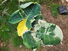 Xanthosoma sagittifolium