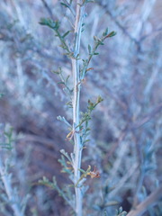 Pentzia incana