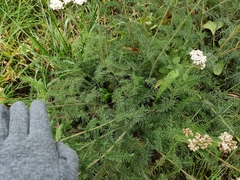 Achillea