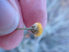 Pentzia incana