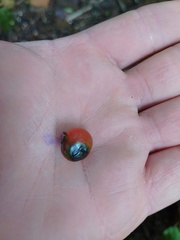 Citharexylum subflavescens