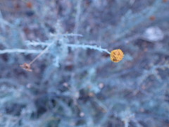 Pentzia incana