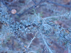 Pentzia incana