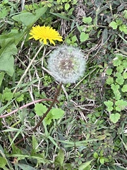 Taraxacum