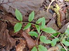 Cobaea scandens