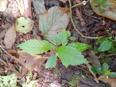 Citharexylum subflavescens