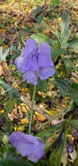 Aconitum uncinatum