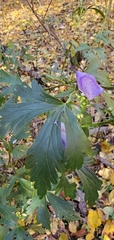 Aconitum uncinatum
