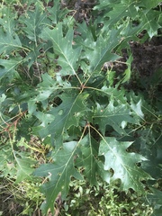 Quercus rubra ambigua