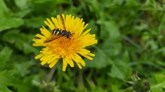 Chrysotoxum intermedium