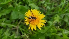 Chrysotoxum intermedium