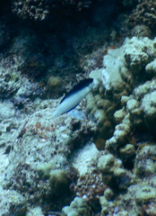 Anampses neoguinaicus