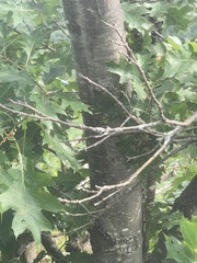 Quercus rubra ambigua