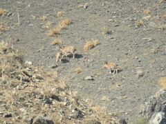 Capra aegagrus aegagrus