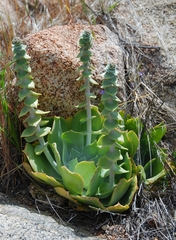 Dudleya pulverulenta