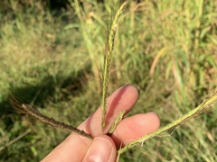 Dichanthium aristatum