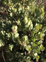 Arctostaphylos glauca