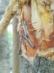 Neoptychodes trilineatus