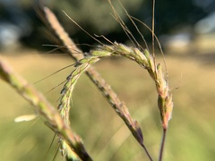 Dichanthium aristatum