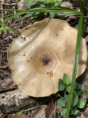 Lentinus sajor-caju