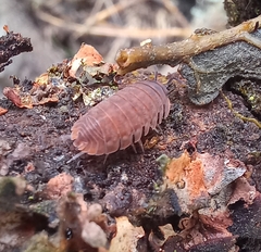 Porcellio laevis