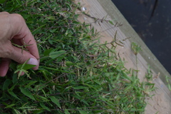 Urochloa reptans