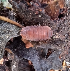 Porcellio laevis