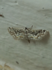 Parapoynx diminutalis