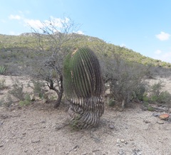 Echinocactus platyacanthus