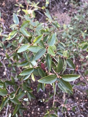 Ceanothus oliganthus