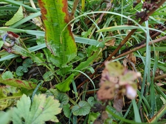 Rumex