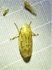 Negosiana dualis