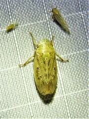 Negosiana dualis