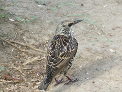 Sturnus vulgaris