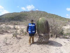 Echinocactus platyacanthus